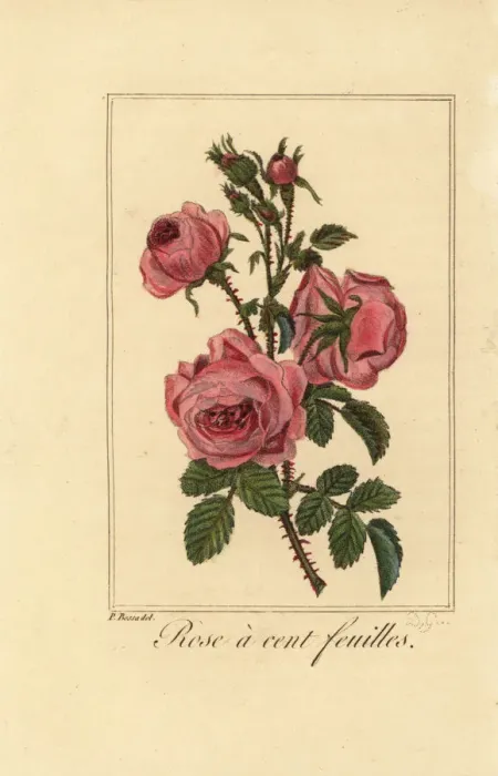 Framed Print : Provence rose or cabbage rose, Rose a cent feuilles Framed Print : Provence rose or cabbage rose, Rose a cent feuilles