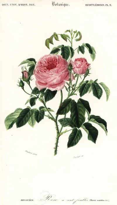 Framed Print : Provence rose, Rosa x centifolia Framed Print : Provence rose, Rosa x centifolia