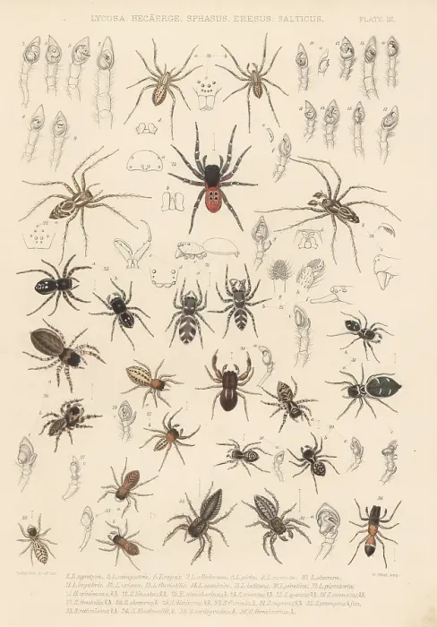 Framed Print : Prowling, jumping and ladybird spiders Framed Print : Prowling, jumping and ladybird spiders