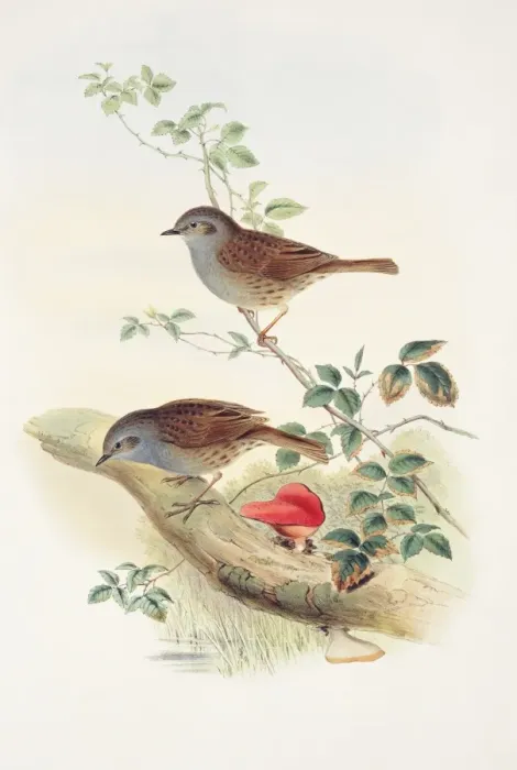 Framed Print : Prunella modularis, dunnock Framed Print : Prunella modularis, dunnock