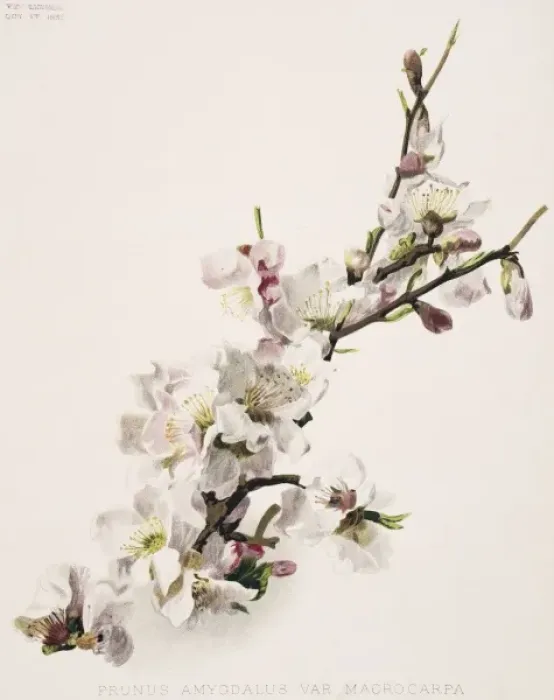 Framed Print : Prunus amygdalus, almond Framed Print : Prunus amygdalus, almond