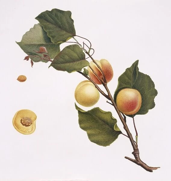 Prunus armeniaca, apricot