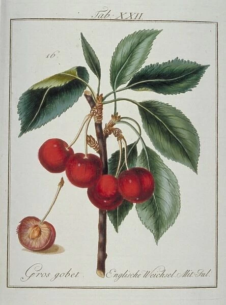 Prunus avium, cherry