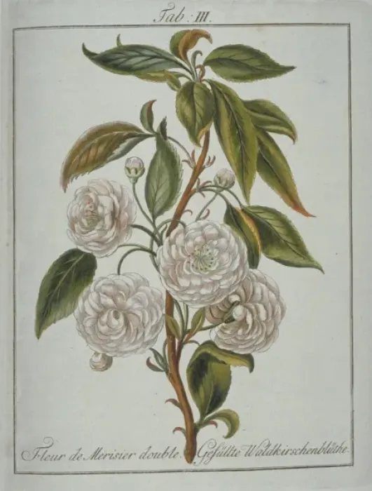 Framed Print : Prunus avium, double wild cherry flower Framed Print : Prunus avium, double wild cherry flower