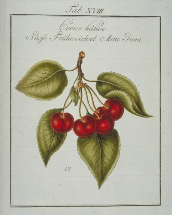 Framed Print : Prunus avium, early cherry Framed Print : Prunus avium, early cherry