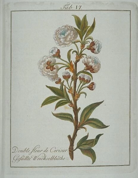 Prunus avium, flower of cherry tree