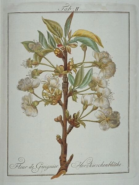 Prunus avium, heart cherry flower