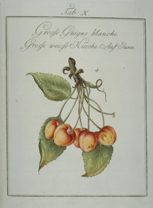 Framed Print : Prunus avium, large whiteheart cherry Framed Print : Prunus avium, large whiteheart cherry