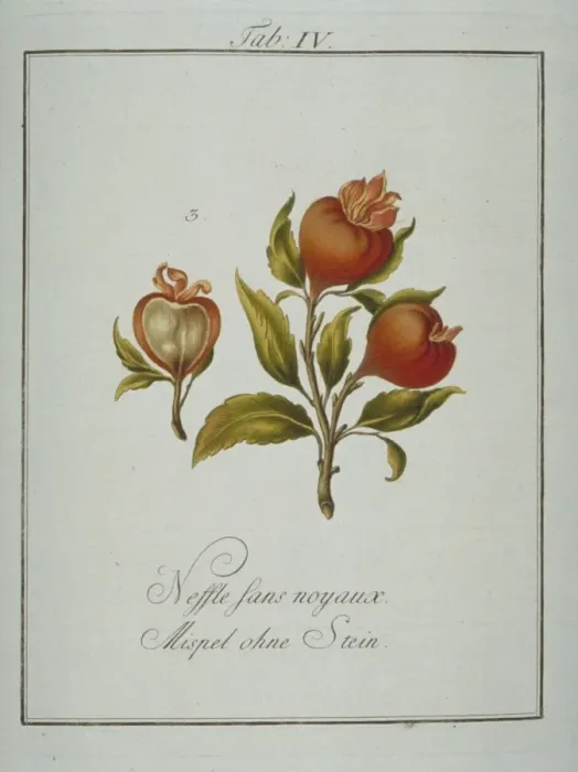 Framed Print : Prunus avium, whiteheart cherry flower Framed Print : Prunus avium, whiteheart cherry flower