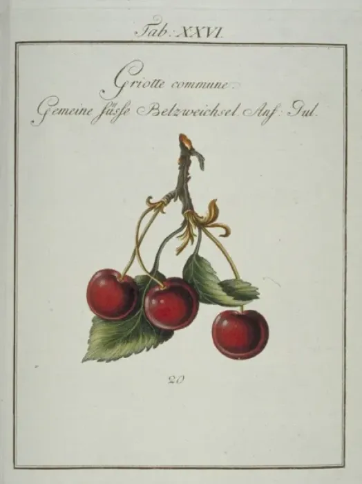 Framed Print : Prunus cerasus, common morello cherry Framed Print : Prunus cerasus, common morello cherry