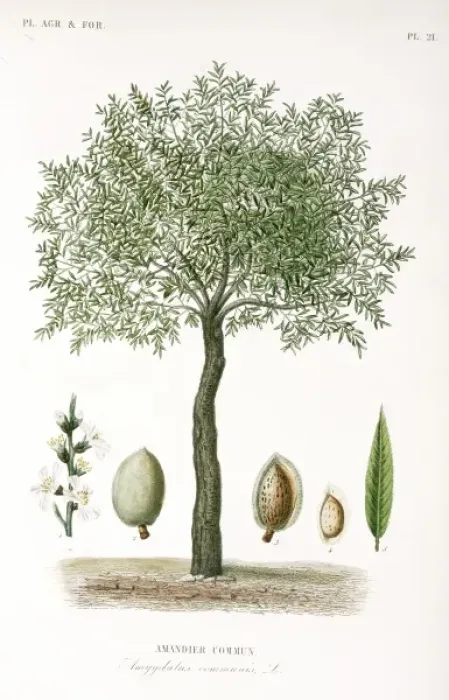 Framed Print : Prunus communis, almond tree Framed Print : Prunus communis, almond tree