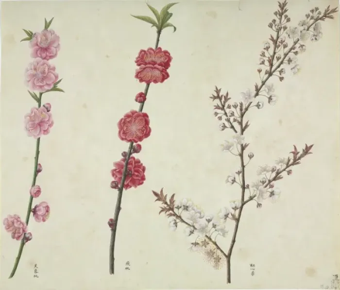 Framed Print : Prunus cv. Plate 410 from the John Reeves Collection of Botanical Drawings Framed Print : Prunus cv. Plate 410 from the John Reeves Collection of Botanical Drawings