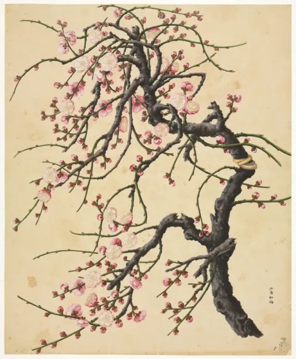 Framed Print : Prunus cv. hybrid tree Framed Print : Prunus cv. hybrid tree