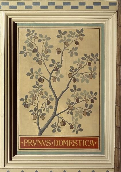 Prunus domestica, plum