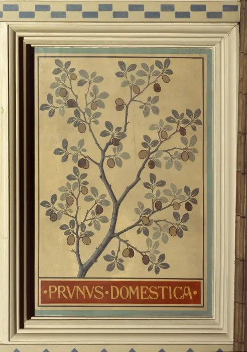 Framed Print : Prunus domestica, plum Framed Print : Prunus domestica, plum