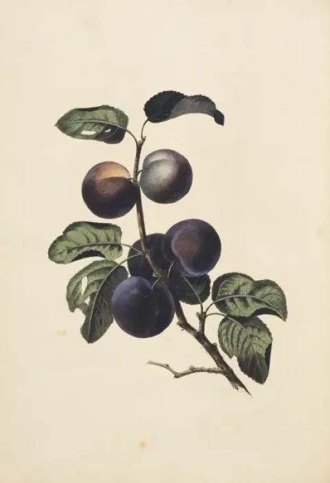 Framed Print : Prunus domestica, plum tree Framed Print : Prunus domestica, plum tree