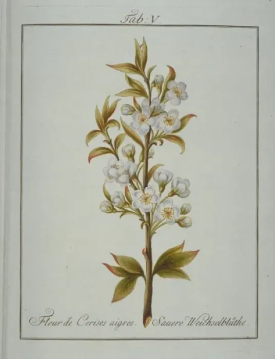 Framed Print : Prunus emarginata, flower of bitter cherry Framed Print : Prunus emarginata, flower of bitter cherry