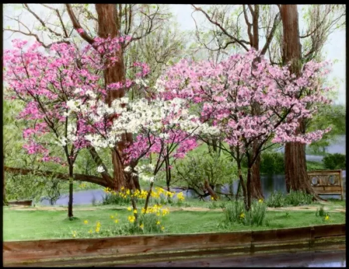 Framed Print : Prunus (Flowering Cherry Tree) in blossom Framed Print : Prunus (Flowering Cherry Tree) in blossom