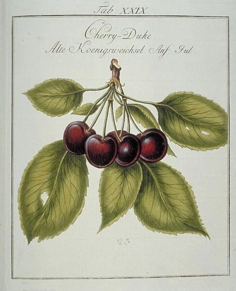 Prunus gondouinii, duke cherry