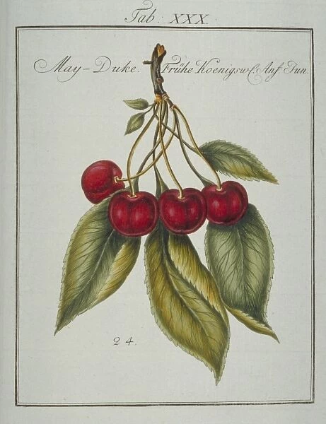 Prunus gondouinii, May duke cherry