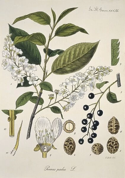 Prunus padus L. XXV 95, bird cherry