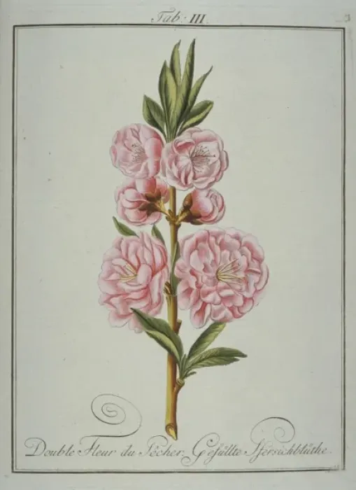 Framed Print : Prunus persica, double peach flower Framed Print : Prunus persica, double peach flower