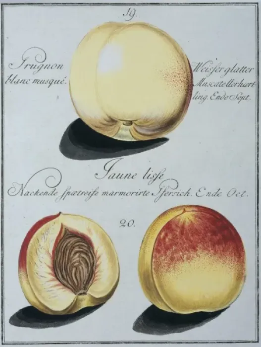 Framed Print : Prunus persica, peach Framed Print : Prunus persica, peach