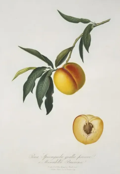 Framed Print : Prunus persica, peach Framed Print : Prunus persica, peach