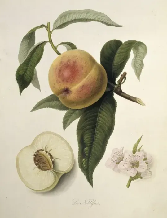 Framed Print : Prunus persica, peach (La Noblesse Peach) Framed Print : Prunus persica, peach (La Noblesse Peach)