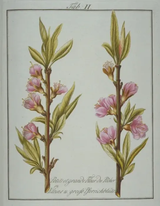 Framed Print : Prunus persica, small and large peach flower Framed Print : Prunus persica, small and large peach flower