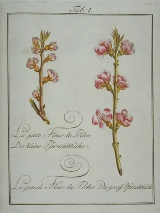 Framed Print : Prunus persica, small peach flower (left), large peach flowe Framed Print : Prunus persica, small peach flower (left), large peach flowe
