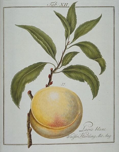 Prunus persica, white clingstone peach
