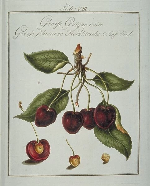 Prunus serotina, large black cherry