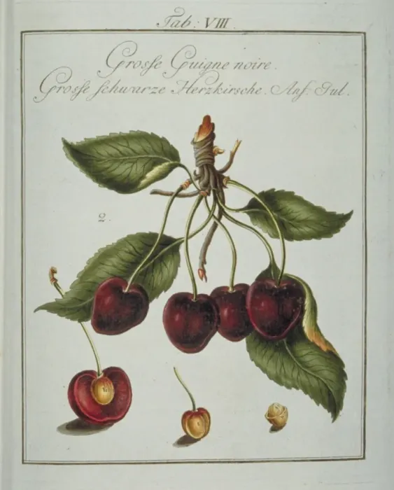 Framed Print : Prunus serotina, large black cherry Framed Print : Prunus serotina, large black cherry