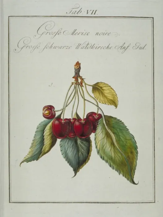 Framed Print : Prunus serotina, large wild black cherry Framed Print : Prunus serotina, large wild black cherry