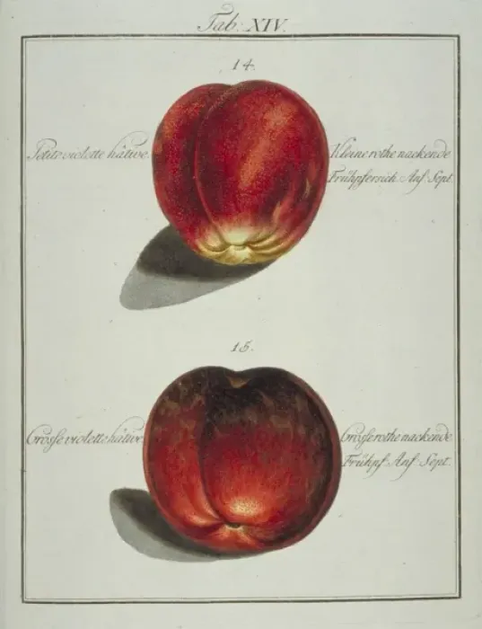 Framed Print : Prunus sp. (14) small early violet peach (15) large early v Framed Print : Prunus sp. (14) small early violet peach (15) large early v