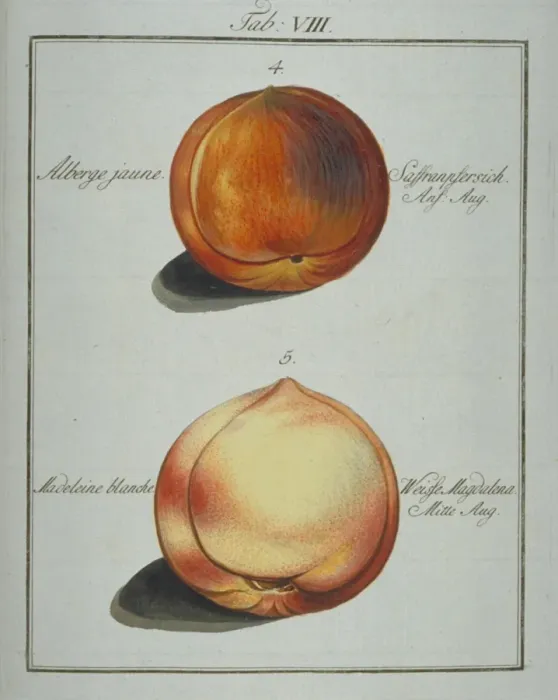 Framed Print : Prunus sp. (4) yellow clingstone peach (5) madeleine peach Framed Print : Prunus sp. (4) yellow clingstone peach (5) madeleine peach