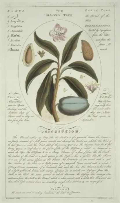 Framed Print : Prunus sp. almond tree Framed Print : Prunus sp. almond tree