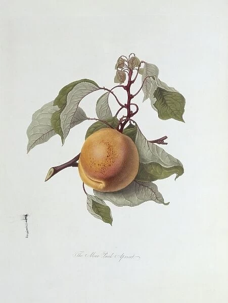 Prunus sp. apricot (The Moor Park Apricot)