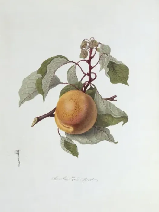 Framed Print : Prunus sp. apricot (The Moor Park Apricot) Framed Print : Prunus sp. apricot (The Moor Park Apricot)