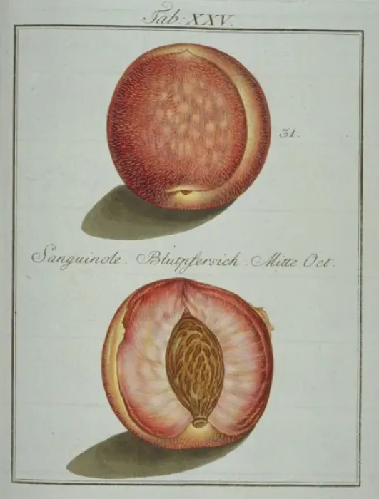 Framed Print : Prunus sp. blood-red peach Framed Print : Prunus sp. blood-red peach