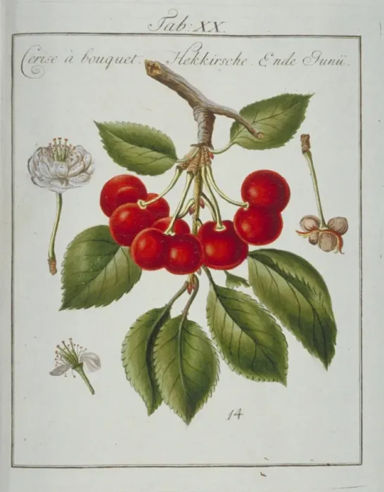 Framed Print : Prunus sp. bunched cherry Framed Print : Prunus sp. bunched cherry