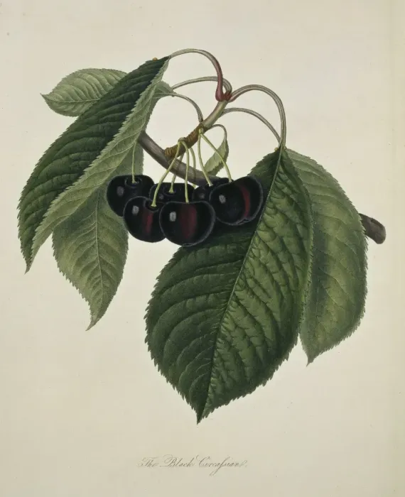 Framed Print : Prunus sp. cherry (Black Circassian Cherry) Framed Print : Prunus sp. cherry (Black Circassian Cherry)