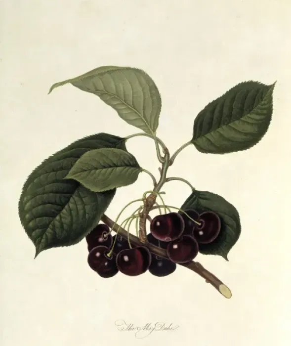 Framed Print : Prunus sp. cherry (The May Duke Cherry) Framed Print : Prunus sp. cherry (The May Duke Cherry)