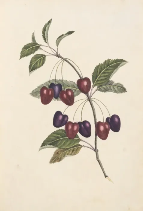 Framed Print : Prunus sp. cherry tree Framed Print : Prunus sp. cherry tree