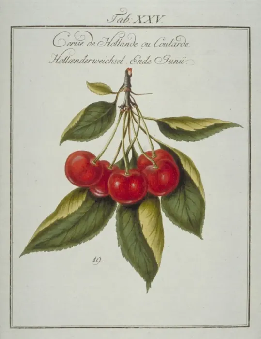 Framed Print : Prunus sp. Dutch cherry Framed Print : Prunus sp. Dutch cherry
