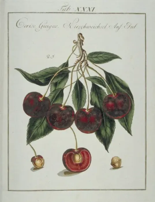 Framed Print : Prunus sp. heart cherry Framed Print : Prunus sp. heart cherry