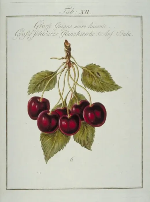 Framed Print : Prunus sp. large blackheart cherry Framed Print : Prunus sp. large blackheart cherry
