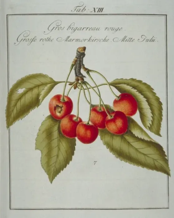 Framed Print : Prunus sp. large red whiteheart cherry Framed Print : Prunus sp. large red whiteheart cherry