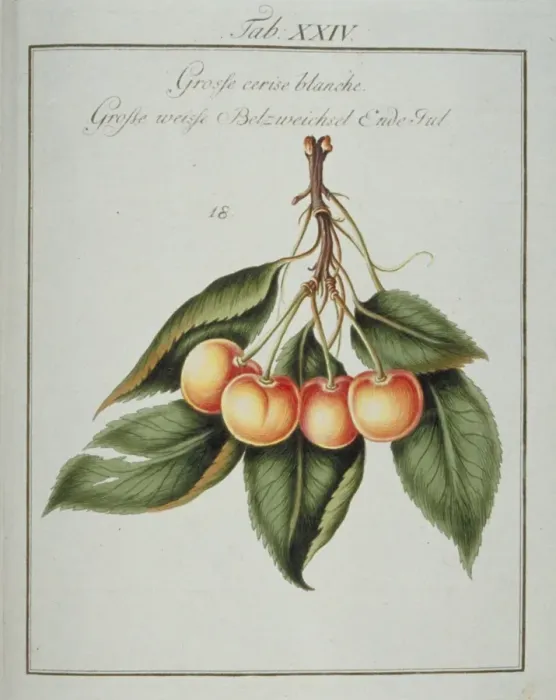 Framed Print : Prunus sp. large white cherry Framed Print : Prunus sp. large white cherry